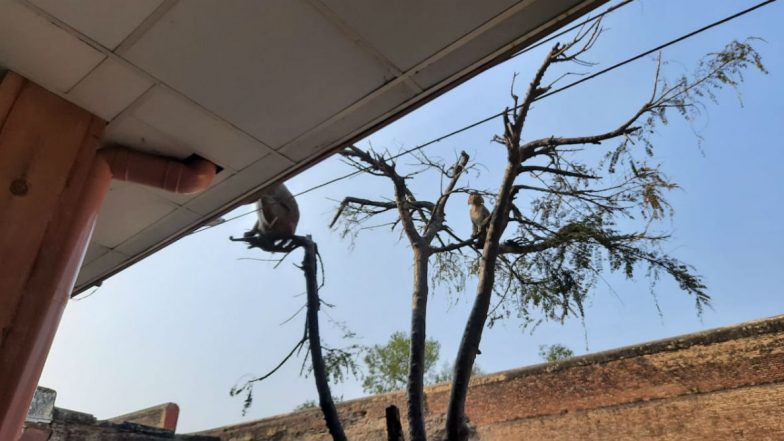 Donald Trump Taj Mahal Visit: Cows Locked Up, Stray Dogs Pushed Out of Agra, Langurs Deployed to Scare Away Monkeys