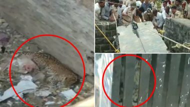 Leopard And Puppy Rescued From 30-foot-deep Dry Well in Maharashtra's Tembhe Village; Watch Video