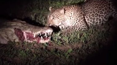 Leopard Dares to Snatch Away Food From Crocodile’s Mouth! Terrifying Footage Gives Peak at Life Into the Wild