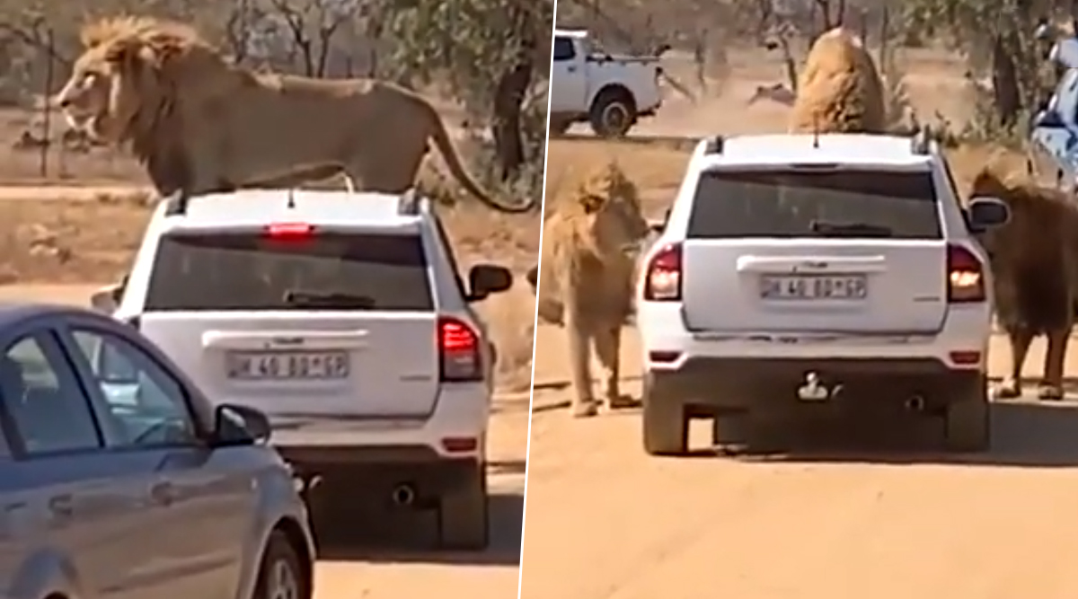 Lion Climbs on Car With Tourists on Jungle Safari, Tries to Open Door Multiple Times (Watch Video)