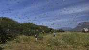Locust Swarms Likely to Enter Bordering Districts of Punjab And Haryana, LWO Issues Warning; Authorities Monitoring Situation Closely