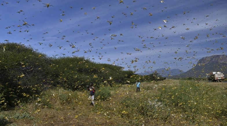 Farmers in Sehore Beat Utensils to Keep Locusts at Bay