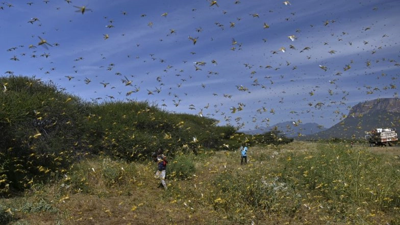 Locust Attack: What Happens When This Pest Invades Farms? Know All About The Worst-Ever 'Tiddi Dal' Attack as Fear Grips Farmers in Rajasthan, Gujarat, Punjab and Other Indian States