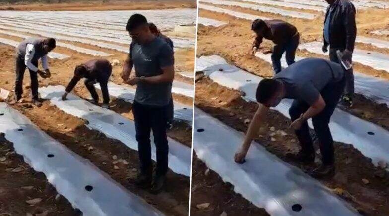 MS Dhoni Turns Farmer Ahead of IPL 2020 Comeback, Ploughs Seeds of Papaya and Watermelon