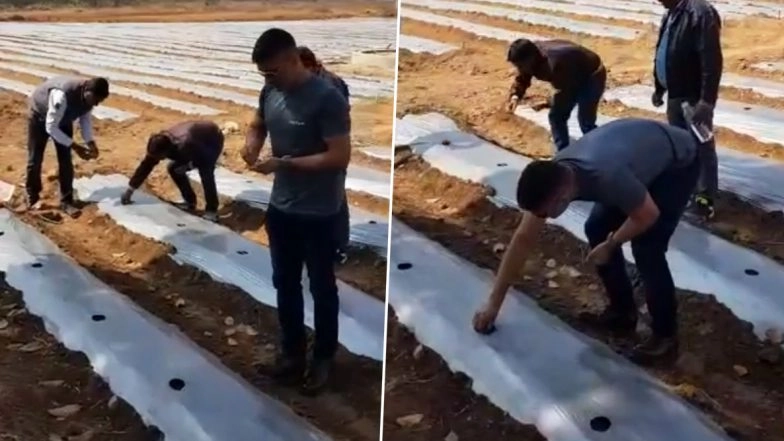 MS Dhoni Turns Farmer Ahead of IPL 2020 Comeback, Ploughs Seeds of Papaya and Watermelon in the Field (Watch Video)