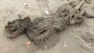 Mysterious-Looking Fish-Like Creature Washes Up South Carolina Beach (Watch Video)