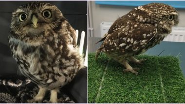 'Obese' Owl Rescued in England Was Put on Diet So it Could Fly Again (View Viral Pics)