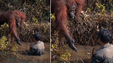 Orangutan Offers Helping Hand to Man  Stuck in Snake-filled River, Heartwearming Photo Goes Viral