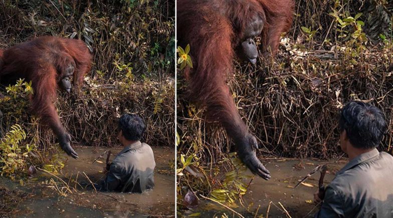 Orangutan Offers Helping Hand to Man Stuck in Snake-filled River ...