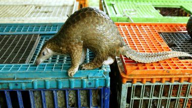 Pangolin Seized by STF During Raid near Abhimanpur village in Odisha's Cuttack, One Arrested