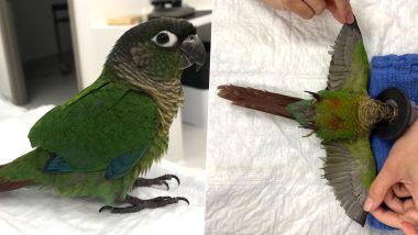 Parakeet Gets Prosthetic Wings After Its Original Ones Were Trimmed Severely (See Pictures)