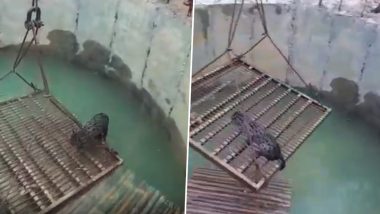 People Save Cat From Drowning in Odisha Using Pulley, Video Goes Viral