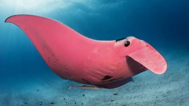 World's Only Pink Manta Ray Caught on Camera in Great Barrier Reef, View Stunning Pics of 'Inspector Clouseau'