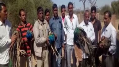 Rajasthan Horror: 85 Peacocks Found Dead in Nagaur District