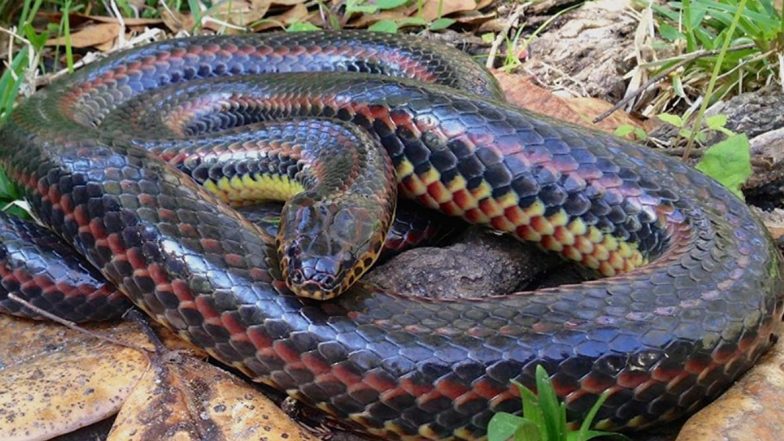 Rare Rainbow Snake Spotted at Florida’s Ocala National Forest First Time in 50 Years (See Pictures)