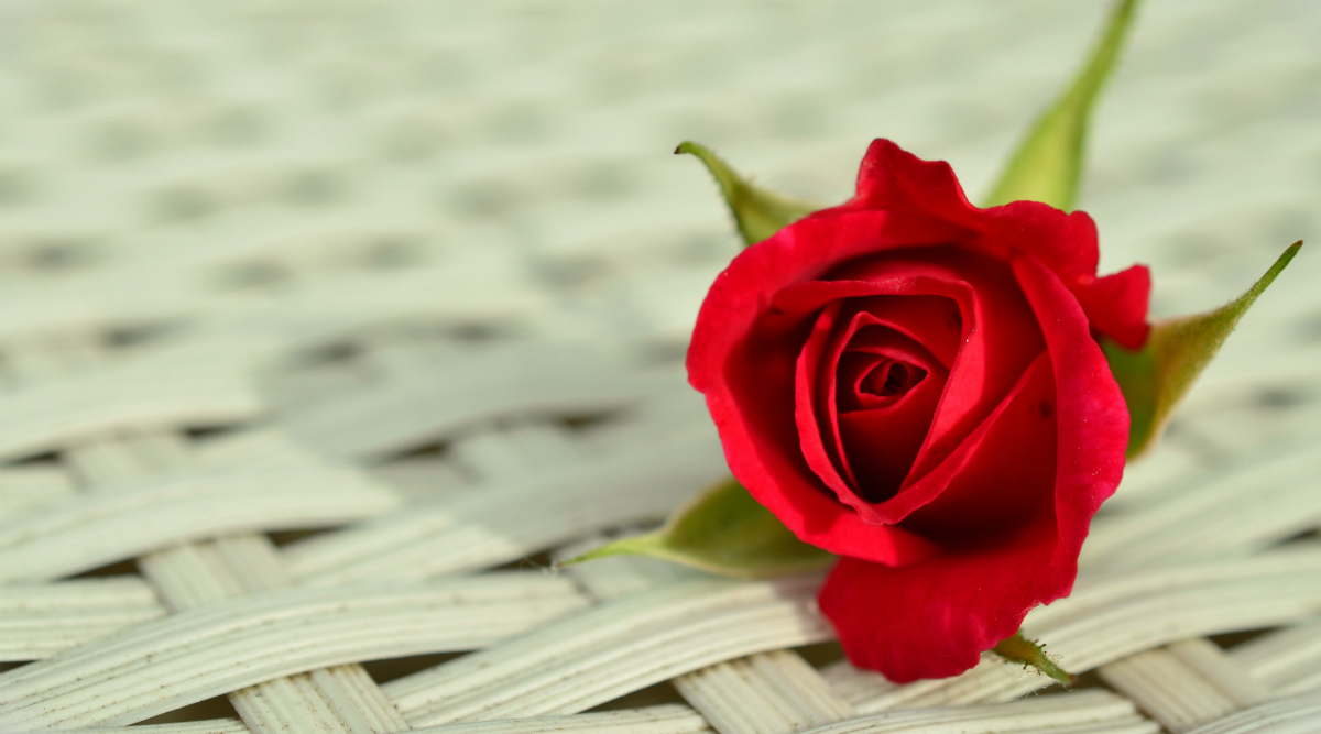 Rose Day Images & HD Wallpapers For Free Download Online: Wish Happy Rose  Day 2020 With Beautiful Photos, WhatsApp Stickers and GIF Greetings | 🙏🏻  LatestLY