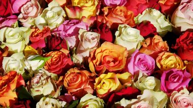 Rose Colours and Their Significance For Rose Day 2020: Yellow, Pink or Red? Here's Complete Colour Guide