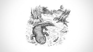 168-Million-Year-Old Salamander Species Egoria Discovered in Russia (See Picture)