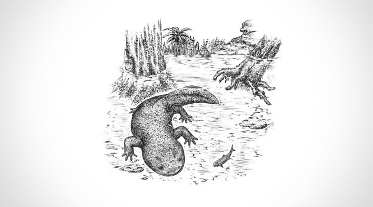 168-Million-Year-Old Salamander Species Egoria Discovered in Russia (See Picture) 168-Million-Year-Old Salamander Species Egoria Discovered in Russia (See Picture)
