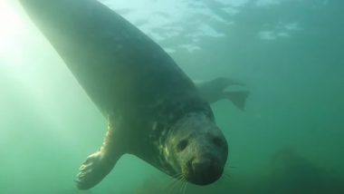 Grey Seals Clap Underwater, Use Their Flippers to Communicate During Breeding Season (Watch Video)