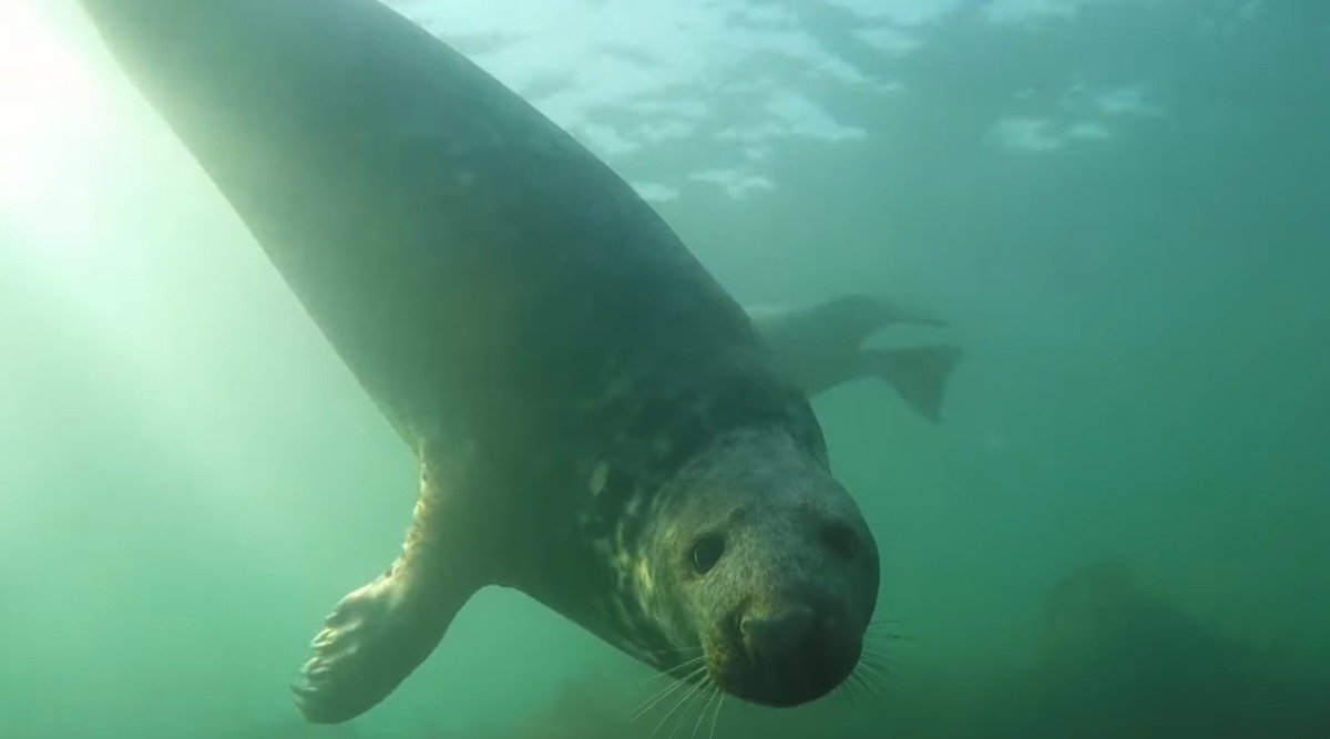 Grey Seals Clap Underwater, Use Their Flippers to Communicate During