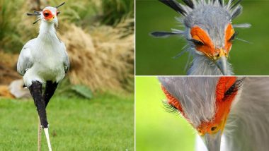 Secretarybird 'World's Sexiest Bird' From Africa is Killer, But Not Just by its Looks