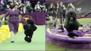 Siba, The Standard Poodle Wins Westminister Kennel Club Dog Show 2020 But Not Everyone's Happy as Daniel, The Golden Retriever Gets Snubbed
