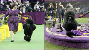 Siba, The Standard Poodle Wins Westminister Kennel Club Dog Show 2020 But Not Everyone's Happy as Daniel, The Golden Retriever Gets Snubbed