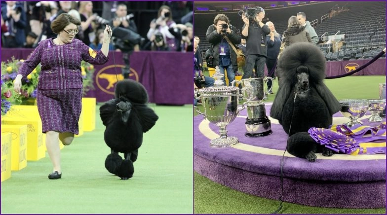 Siba, The Standard Poodle Wins Westminister Kennel Club Dog Show 2020