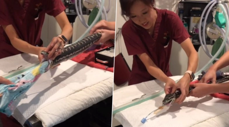Pet Python Swallows Beach Towel, Vets Remove it Out (Watch Video)