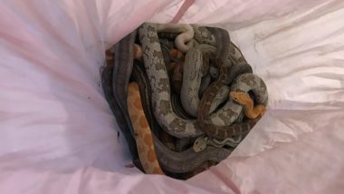 Snakes Wrapped in Pillowcases Found Outside UK Fire Station Yet Again (See Pictures)