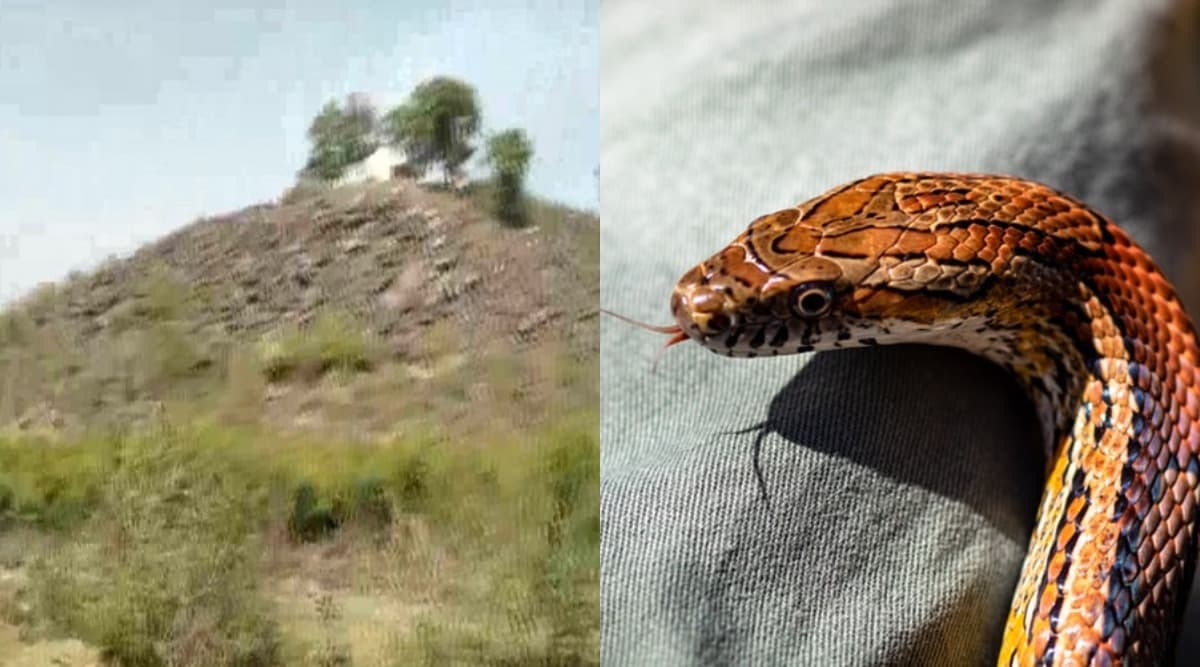 Snakes Surround Gold Mine in Sonbhadra! Deadly Reptiles Present at Region Where Reportedly 3,000 tonnes of Gold is Found Snakes Surround Gold Mine in Sonbhadra! Deadly Reptiles Present at Region Where Reportedly 3,000 tonnes of Gold is Found