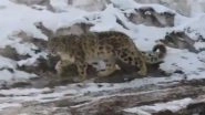 Rare Majestic Snow Leopard Spotted in Himachal Pradesh's Spiti District (Watch Video)