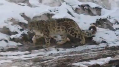 Snow Leopard Cub Reintroduced in Himachal Pradesh's Spiti Valley, Experts Anxious