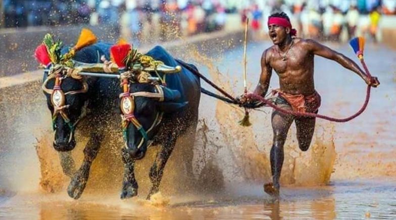 Know Everything About Buffalo Jockey Srinivasa Gowda