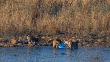 Tiger and Cubs Captured Eating Plastic Drum in Jim Corbett National Park (View Disheartening Pic)