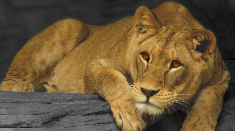 Man Miraculously Escapes Death, Fighting off a Lioness in Gujarat 