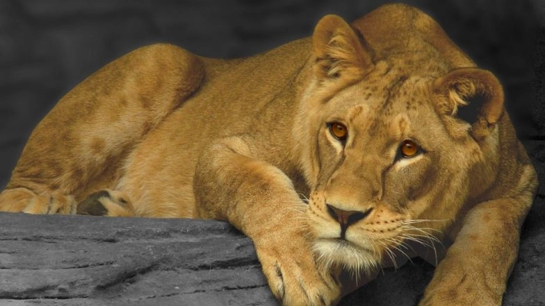 Rajkot Horror: Found Playing With Cubs, 5-Year-Old Boy Mauled to Death by Lioness