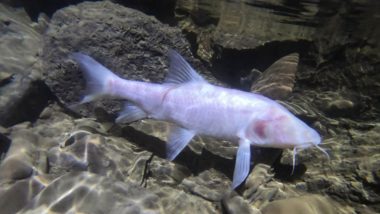 World’s Largest Blind Subterranean Fish Discovered in Meghalaya’s Caves, Says PM Narendra Modi During Mann Ki Baat