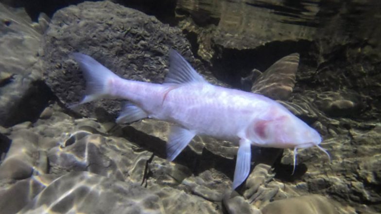 World’s Largest Blind Subterranean Fish Discovered in Meghalaya’s Caves, Says PM Narendra Modi During Mann Ki Baat