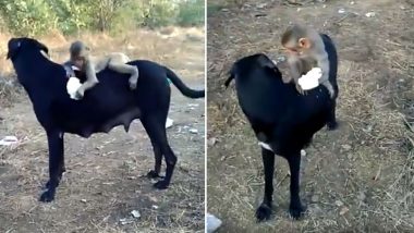 Dog and Baby Monkey Share Unlikely Friendship, Watch Cute Video