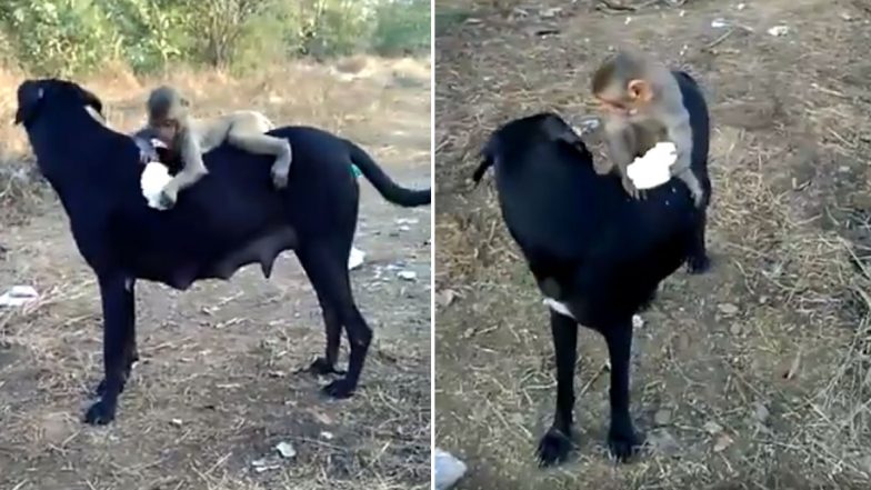 Dog and Baby Monkey Share Unlikely Friendship, Watch Cute Video