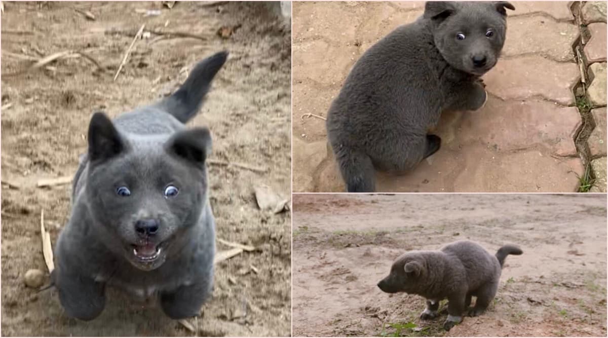 puppy that looks like a bear cub