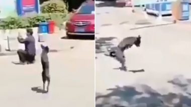 Video of Two-Legged Dog Crossing the Road in High Spirit Is Inspiring Tweeple