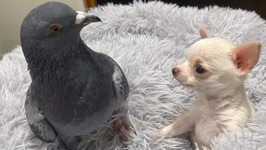 Flightless Pigeon Bonds With Chihuahua Who Can’t Walk at US Animal Rescue Centre! Internet Cheers the Unique Friendship (See Pics and Videos)