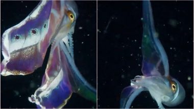 Female Blanket Octopus Stuns People on the Internet With Her Rainbow-Coloured Wings! Viral Video Will Leave You Mesmerised