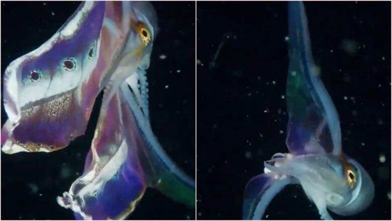Female Blanket Octopus Stuns People on the Internet 