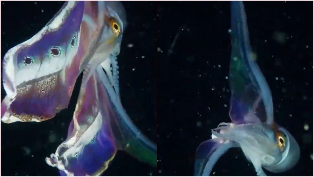 Female Blanket Octopus Stuns People On The Internet With Her Rainbow Coloured Wings Viral Video Will Leave You Mesmerised Latestly