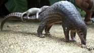 World Pangolin Day 2020: Netizens Flood Twitter Timeline With Beautiful Pics and Videos to Raise Awareness About Pangolins