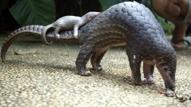 World Pangolin Day 2020: Netizens Flood Twitter Timeline With Beautiful Pics and Videos to Raise Awareness About Pangolins